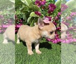 Small #4 Chihuahua