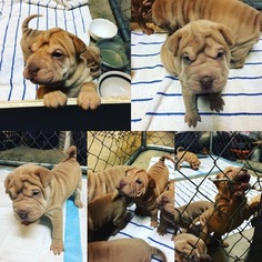 Chinese Shar-Pei Puppy for sale in PALM DESERT, CA, USA