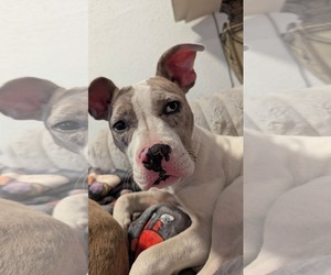 American Pit Bull Terrier-Unknown Mix Dogs for adoption in Germantown, OH, USA