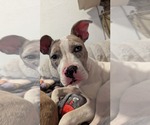 Small American Pit Bull Terrier Mix
