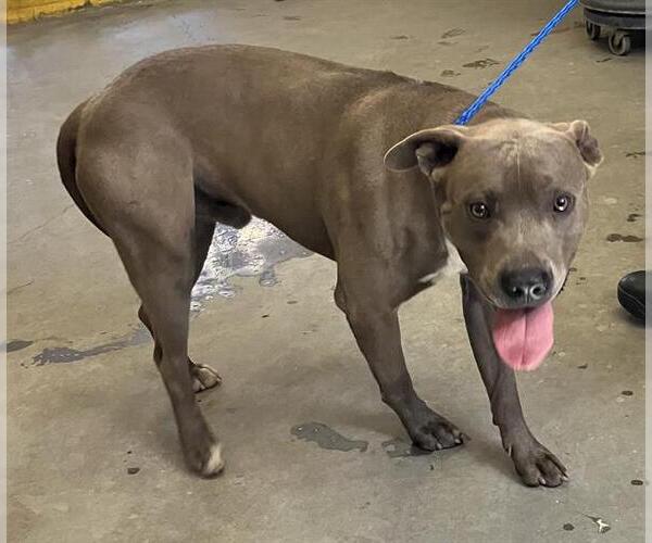 Medium Photo #1 Mutt Puppy For Sale in Camarillo, CA, USA