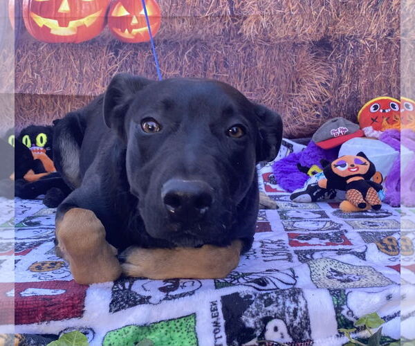 Medium Photo #5 Mutt Puppy For Sale in Lake Elsinore, CA, USA