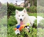 Small Photo #2 Samoyed Puppy For Sale in BOCA RATON, FL, USA