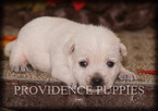 Small Photo #5 West Highland White Terrier Puppy For Sale in COPPOCK, IA, USA