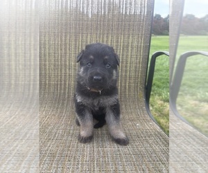 German Shepherd Dog Puppy for sale in SUMPTER TWP, MI, USA