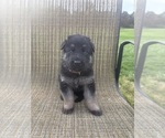 Image preview for Ad Listing. Nickname: Litter of 5