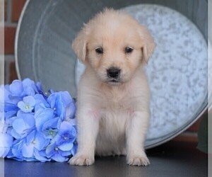 English Cream Golden Retriever Puppy for sale in FREDERICKSBG, OH, USA