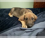 Small #3 Mutt
