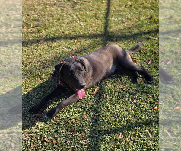 Medium Photo #3 Labrador Retriever-Unknown Mix Puppy For Sale in Oakhurst, NJ, USA
