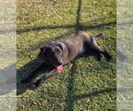 Small #2 Labrador Retriever Mix