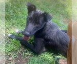 Small Photo #11 Collie-Labrador Retriever Mix Puppy For Sale in Bryant, AR, USA