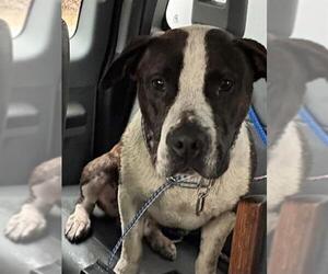 Mutt Dogs for adoption in Lodi, CA, USA