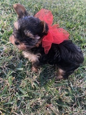 Yorkshire Terrier Puppy for sale in LAFAYETTE, LA, USA