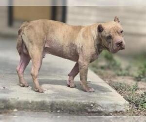 American Staffordshire Terrier-Unknown Mix Dogs for adoption in San Antonio, TX, USA