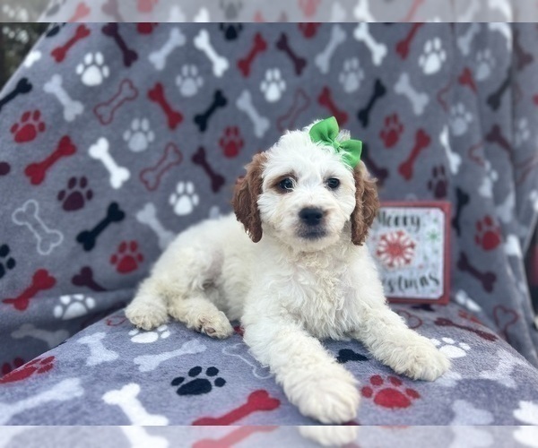 Medium Photo #6 Cock-A-Poo Puppy For Sale in LAKELAND, FL, USA