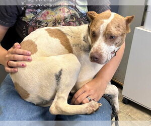 Mutt Dogs for adoption in Rustburg, VA, USA