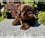 Puppy 1 Shih Tzu