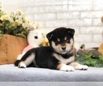 Small Photo #9 Shiba Inu Puppy For Sale in WASHINGTON, DC, USA
