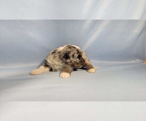 Medium Photo #6 Bernedoodle (Miniature) Puppy For Sale in BLACK FOREST, CO, USA