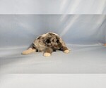 Small #5 Bernedoodle (Miniature)