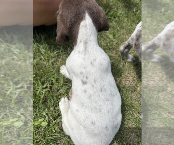 Medium Photo #3 German Shorthaired Pointer Puppy For Sale in ROCKFORD, IL, USA