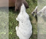 Small #2 German Shorthaired Pointer