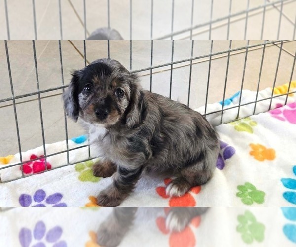 Medium Photo #3 Cavapoo (Miniature)-Poodle (Toy) Mix Puppy For Sale in ORO VALLEY, AZ, USA