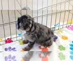 Willow - Female Cavapoo (Miniature)-Poodle (Toy) Mix Puppy for Sale - Photo #3