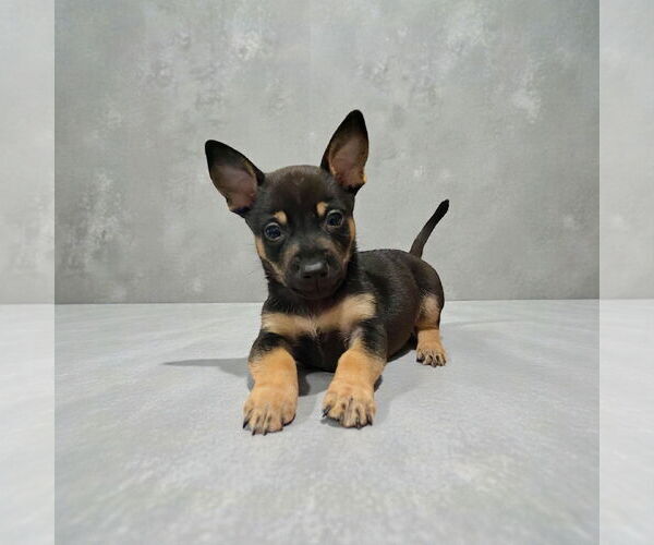 Medium Photo #1 Chihuahua Puppy For Sale in Menifee, CA, USA