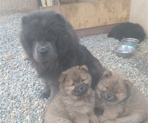 Father of the Chow Chow puppies born on 10/29/2023
