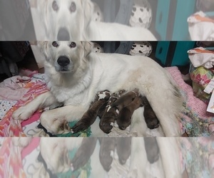 Mother of the American Mastiff-Great Pyrenees Mix puppies born on 02/14/2022