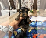 Small Photo #7 Yorkshire Terrier Puppy For Sale in BRIDGETON, NJ, USA
