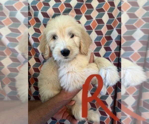 Medium Photo #5 Goldendoodle Puppy For Sale in GROTON, NY, USA