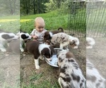 Litter of 7 - Male(s) and Female(s) Australian ShepherdLitter of Puppies for Sale - Photo #23