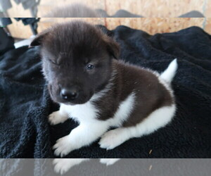 Akita Puppy for sale in GOSHEN, IN, USA