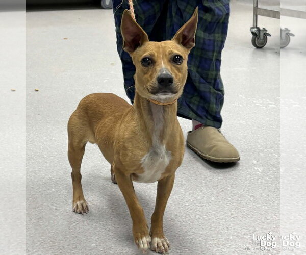 Medium Photo #4 Chiweenie Puppy For Sale in Washington, DC, USA