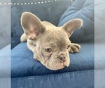 Small Photo #12 English Bulldog Puppy For Sale in FRESNO, CA, USA