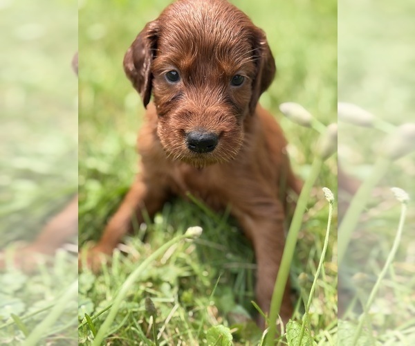 Medium Photo #5 Irish Setter Puppy For Sale in ONEONTA, NY, USA