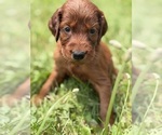 Small #4 Irish Setter