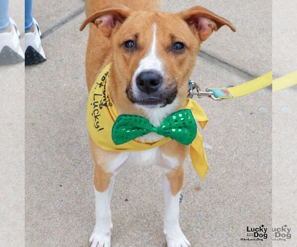 Medium Photo #7 Beagle-Unknown Mix Puppy For Sale in Washington, DC, USA