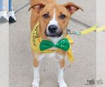 Small #6 Beagle Mix
