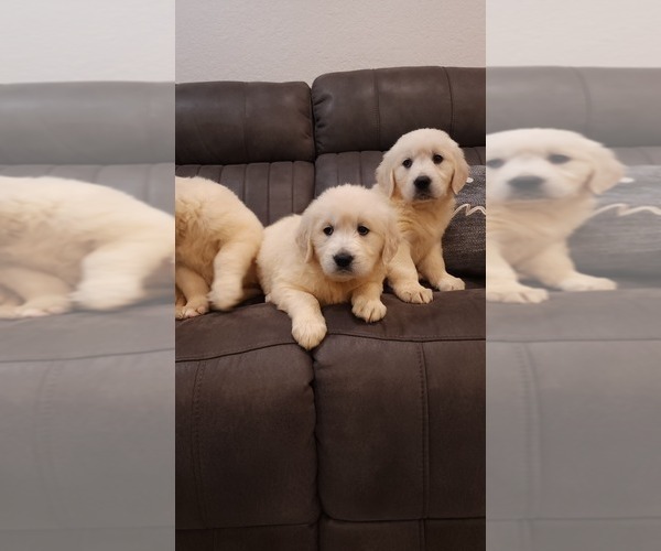 Medium Photo #2 English Cream Golden Retriever Puppy For Sale in ELVERTA, CA, USA
