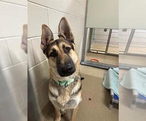 German Shepherd Dog Dogs for adoption in Santa Maria, CA, USA