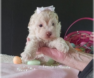 Schnoodle (Miniature) Puppy for sale in CASSVILLE, MO, USA