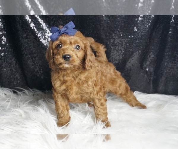Medium Photo #66 Cavapoo Puppy For Sale in WARSAW, IN, USA
