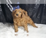 Small Photo #66 Cavapoo Puppy For Sale in WARSAW, IN, USA