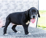Small #5 Great Dane