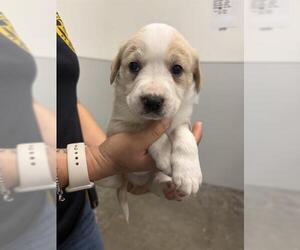 Labrador Retriever-Unknown Mix Dogs for adoption in Rosenberg, TX, USA