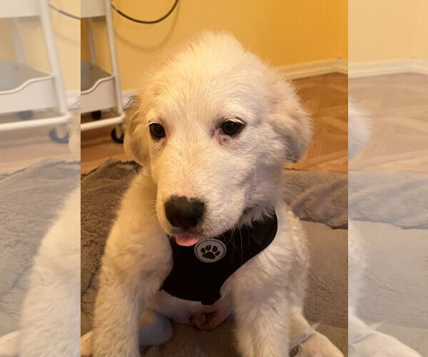 Medium Photo #3 Labrenees Puppy For Sale in Crossville, AL, USA
