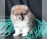 Small #7 Pomeranian